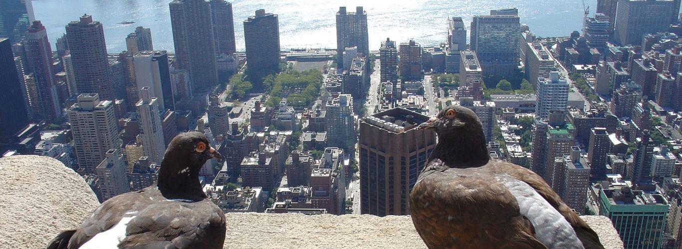 9 Kwietnia - Światowy Dzień Gołębia 